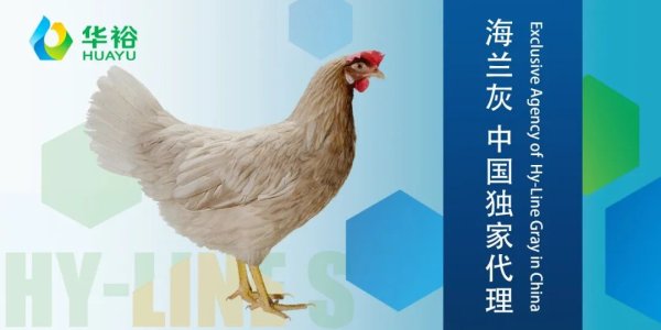 广西贵港覃塘区又将新增240万羽蛋鸡项目和150万羽青年鸡项目