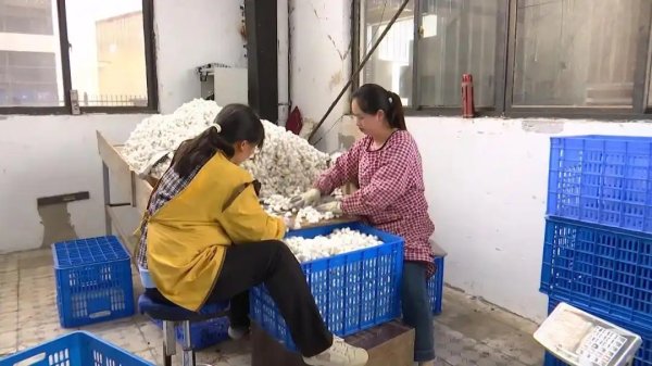 黔西南安龙：打造桑蚕全产业链做强特色富民产业