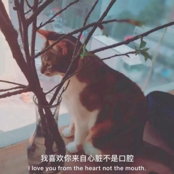 分手时最狠心的五大星座，爱得越深，伤得越狠